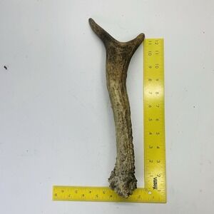 Naturally Shed Wild Moose Antler Horn Knife Carving Dog Chew Taxidermy Craft DIY